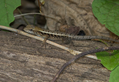Sceloporus siniferus