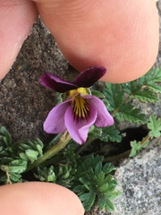 Viola beckwithii