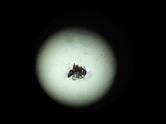 Camponotus ligniperda