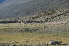 Marmota himalayana