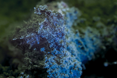Sepia bandensis