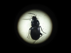 Abax parallelepipedus