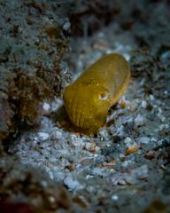 Sepia bandensis