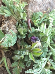 Viola beckwithii
