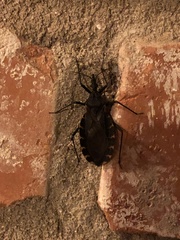 Triatoma gerstaeckeri