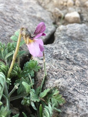Viola beckwithii