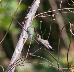 Cynanthus doubledayi