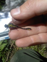 Hylogomphus adelphus