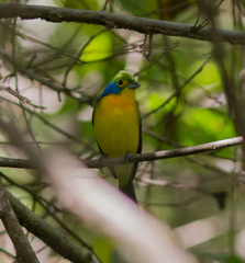 Passerina leclancherii