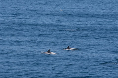 Lagenorhynchus albirostris