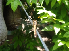 Erythrodiplax umbrata