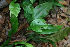 Tectaria singaporiana