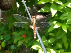 Erythrodiplax umbrata