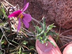Viola beckwithii