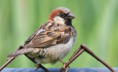 Passer domesticus