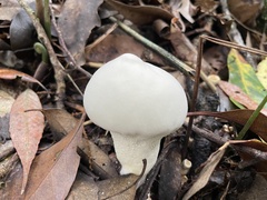 Lycoperdon spadiceum