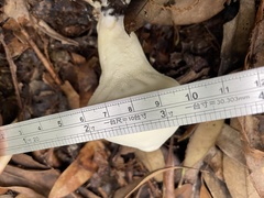 Lycoperdon spadiceum