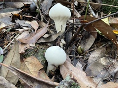 Lycoperdon spadiceum