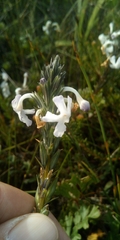 Chascanum