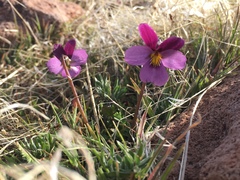 Viola beckwithii