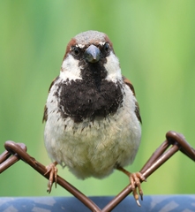Passer domesticus