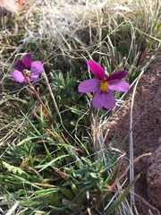 Viola beckwithii