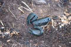 Opisthacanthus validus