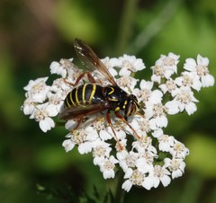 Spilomyia diophthalma