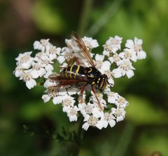 Spilomyia diophthalma