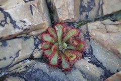 Drosera aliciae