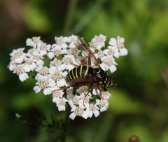Spilomyia diophthalma