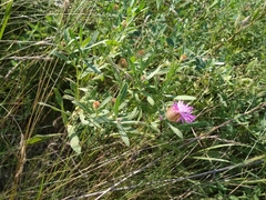 Centaurea trichocephala