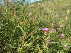 Centaurea trichocephala