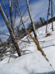 Calamagrostis inexpansa