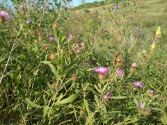 Centaurea trichocephala