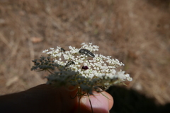 Acmaeoderella flavofasciata pilivestis