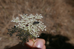 Acmaeoderella flavofasciata pilivestis