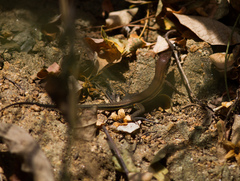 Aspidoscelis guttatus