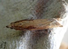 Eucosma obumbratana