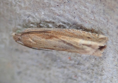 Eucosma obumbratana