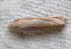Eucosma obumbratana