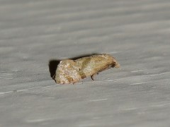 Platphalonidia