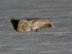 Platphalonidia