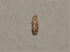 Platphalonidia