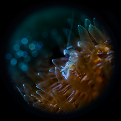 Ancylomenes magnificus