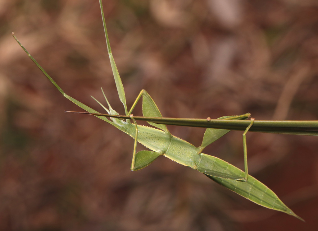 Tropidoderinae