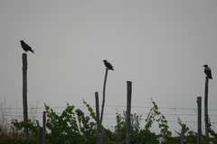 Corvus cornix × corone