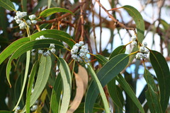 Eucalyptus globulus bicostata