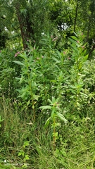 Impatiens glandulifera