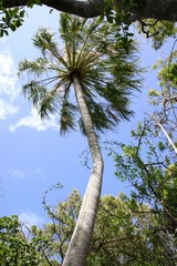 Livistona decora